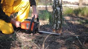 Best Firewood Processing and Delivery  in Indian Hills, NM
