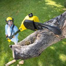 Best Grass Overseeding  in Indian Hills, NM