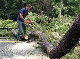 Best Stump Grinding and Removal  in Indian Hills, NM