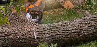 Best Lawn Pest Prevention  in Indian Hills, NM