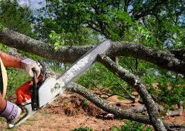 Best Lot and Land Clearing  in Indian Hills, NM