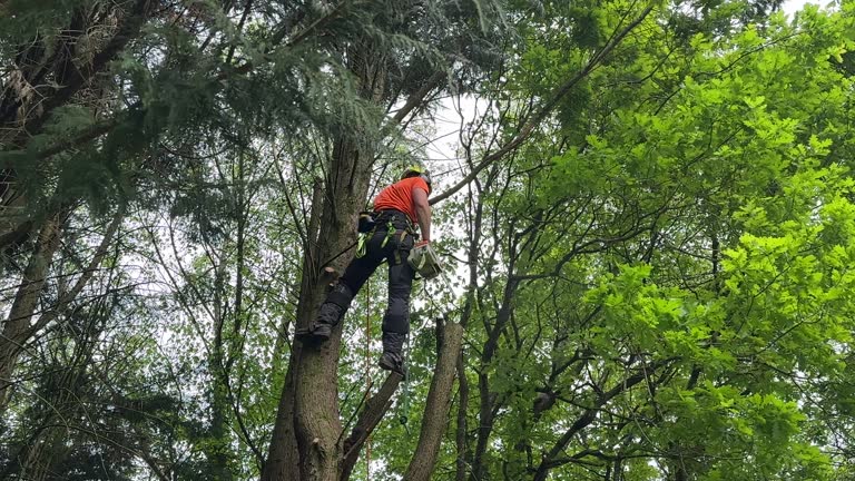 Best Tree Health Inspection  in Indian Hills, NM