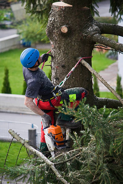 Best Leaf Removal  in Indian Hills, NM