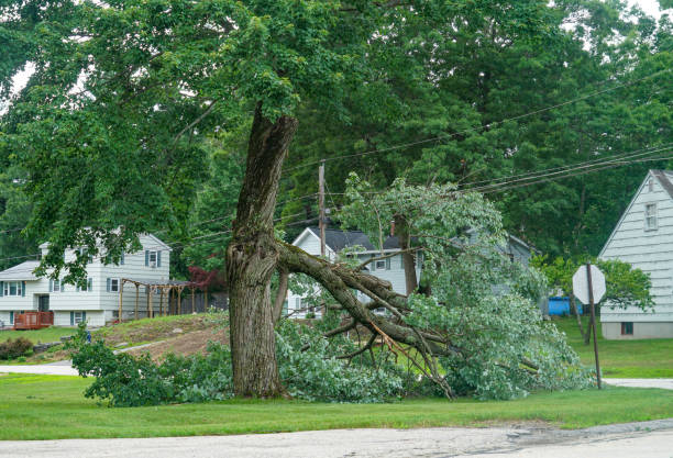  Indian Hills, NM Tree Removal Pros