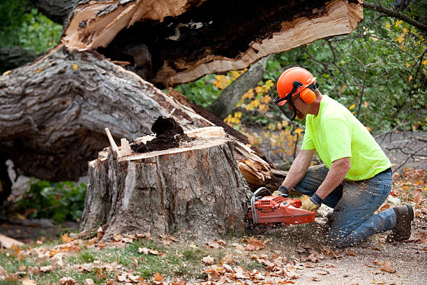Best Tree Mulching  in Indian Hills, NM