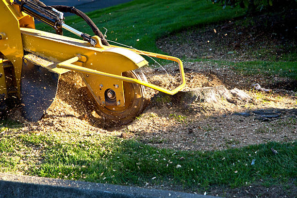 Best Seasonal Cleanup (Spring/Fall)  in Indian Hills, NM