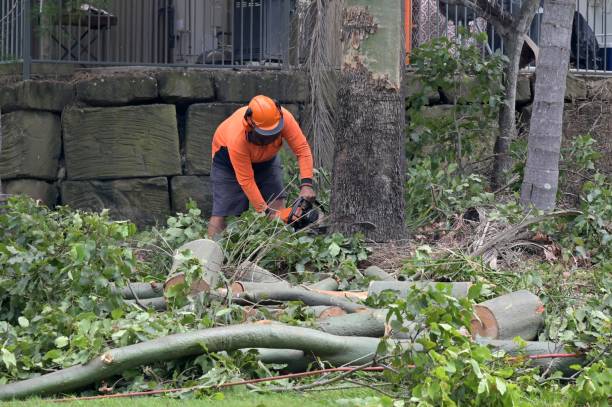 Best Hazardous Tree Removal  in Indian Hills, NM