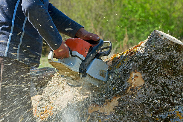 Best Arborist Consultation Services  in Indian Hills, NM